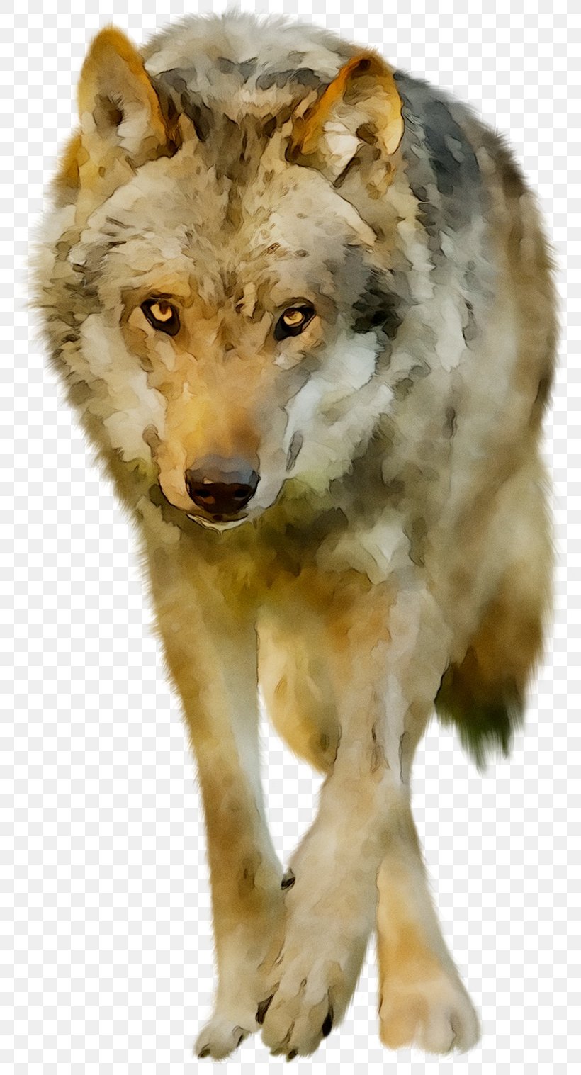 Alaskan Tundra Wolf Coyote Jackal Red Wolf Fauna, PNG, 808x1517px, Alaskan Tundra Wolf, Animal, Canidae, Canis, Canis Lupus Tundrarum Download Free
