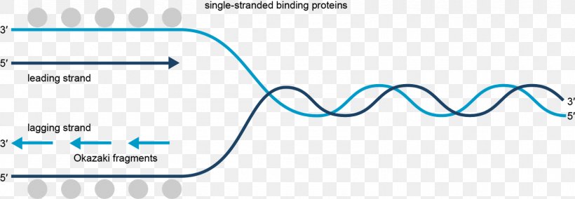 Coding Strand DNA Replication Transcription Biology, PNG, 1600x556px, Watercolor, Cartoon, Flower, Frame, Heart Download Free