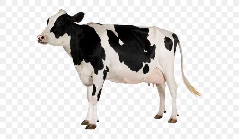 Holstein Friesian Cattle Dairy Cattle, PNG, 632x477px, Holstein Friesian Cattle, Calf, Cattle, Cattle Like Mammal, Cow Goat Family Download Free