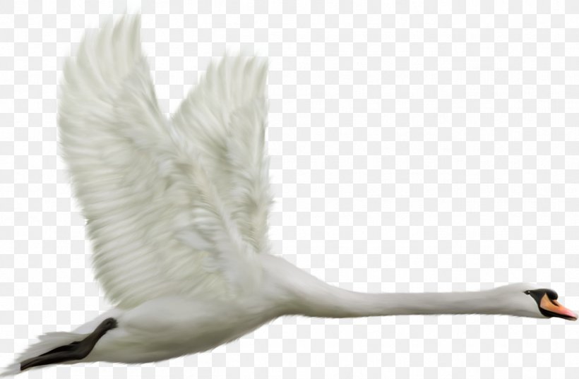 Bird Parrot Black Swan Airplane Tundra Swan, PNG, 1354x887px, Bird, Airplane, Beak, Black Swan, Cygnini Download Free