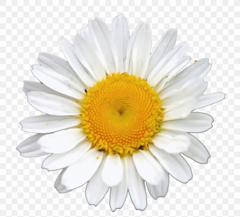 Common Daisy Chamomile Royalty-free Oxeye Daisy Photo Library, PNG, 1600x1452px, Common Daisy, Chamomile, Daisy Family, Marguerite Daisy, Oxeye Daisy Download Free