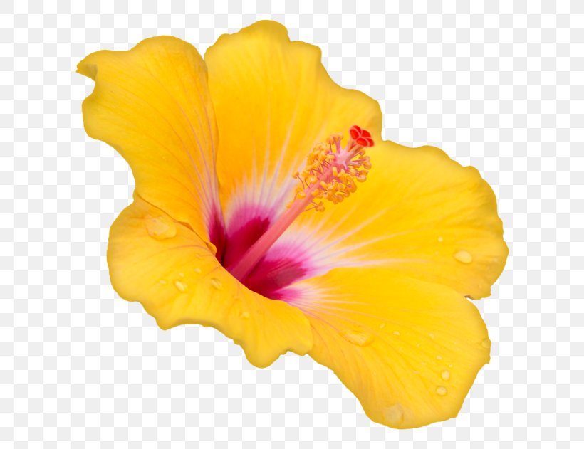 Hibiscus Desktop Wallpaper Clip Art, PNG, 650x631px, Hibiscus, Blog, Boat, Corel, Dahlia Download Free