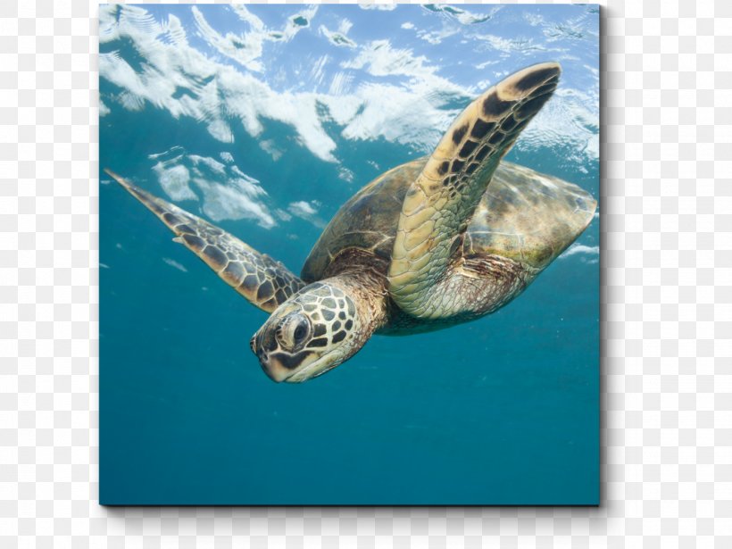 Loggerhead Sea Turtle Sea Turtle Conservancy Green Sea Turtle Olive Ridley Sea Turtle, PNG, 1400x1050px, Loggerhead Sea Turtle, Animal, Cheloniidae, Endangered Sea Turtles, Endangered Species Download Free
