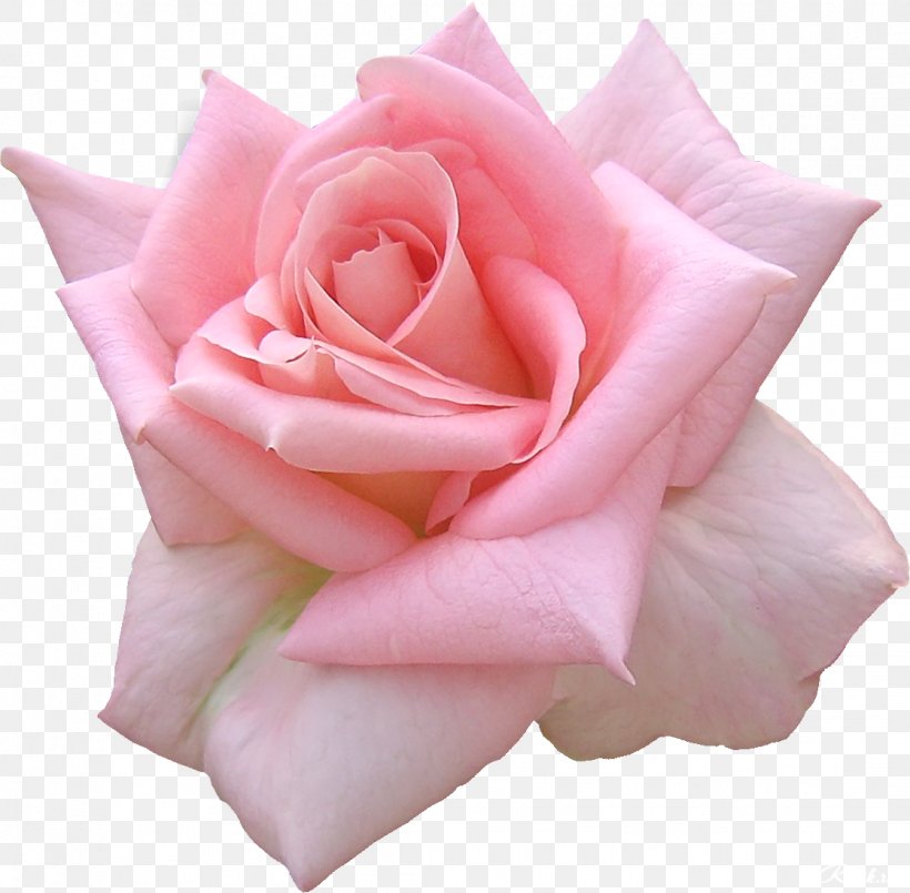 Picture Frames Desktop Wallpaper Rose Flower, PNG, 1119x1099px, Picture Frames, Blue Rose, Close Up, Cut Flowers, Floral Design Download Free