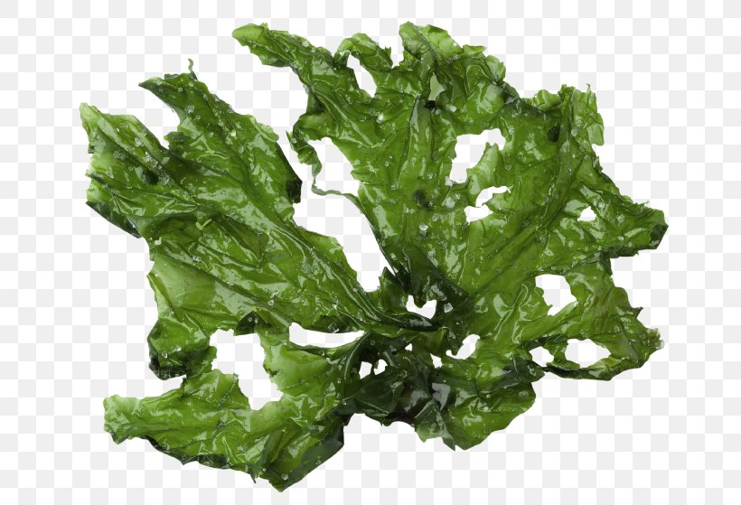Sea Lettuce Seaweed Green Algae Royalty-free, PNG, 705x559px, Sea Lettuce, Algae, Brown Algae, Collard Greens, Edible Seaweed Download Free