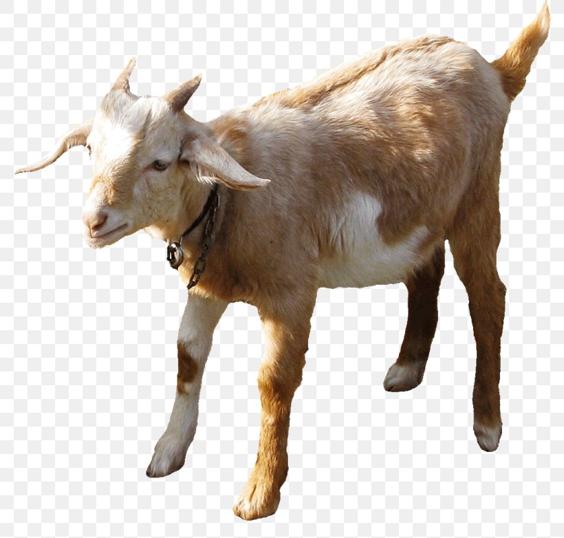 Boer Goat Sheep Farming Goat Farming Sheep–goat Hybrid, PNG, 800x782px, Boer Goat, Caprinae, Cattle, Cattle Like Mammal, Cow Goat Family Download Free