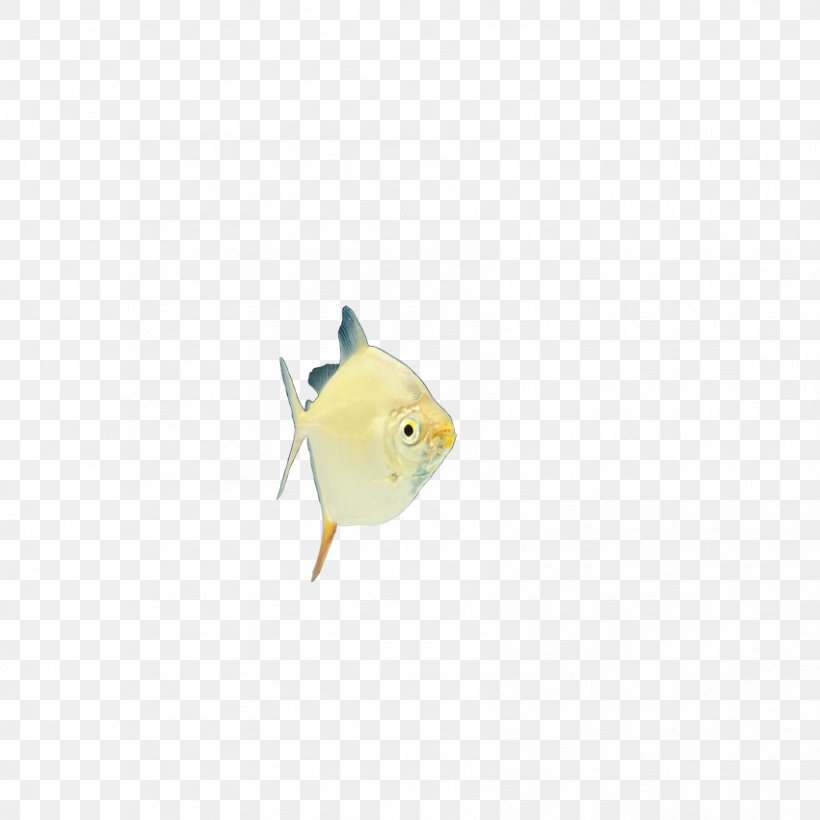 Fish Yellow, PNG, 851x851px, Fish, Material, Organism, Yellow Download Free