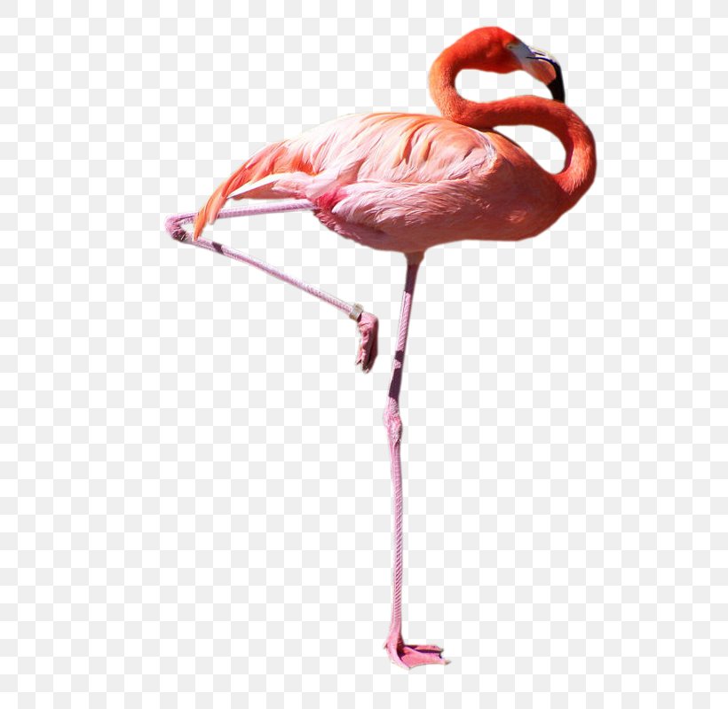Flamingos Bird Domestic Pigeon Parrot White Stork, PNG, 600x799px, Flamingos, Advertising, Atlantic Canary, Beak, Bird Download Free