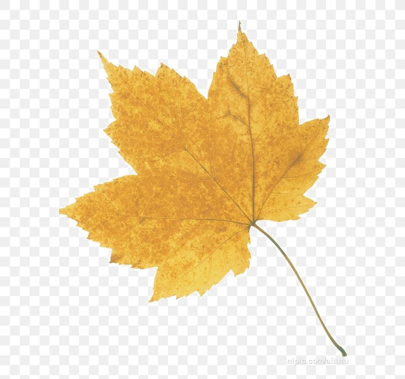 Maple Leaf, PNG, 655x768px, Leaf, Autumn, Autumn Leaf Color, Coordinate System, Maple Download Free