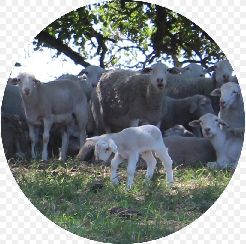 Sheep Goat Pasture Grazing Cattle, PNG, 815x815px, Sheep, Business, Cattle, Cattle Like Mammal, Cow Goat Family Download Free