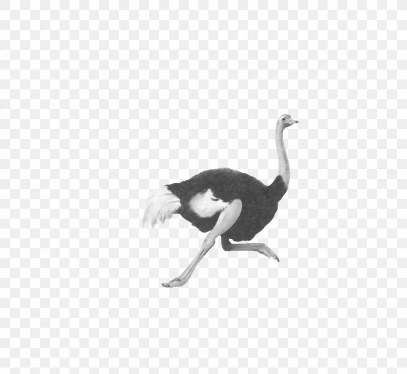 Common Ostrich Flightless Bird Duck Domestic Goose, PNG, 1030x947px, Common Ostrich, Animal, Beak, Bird, Black And White Download Free