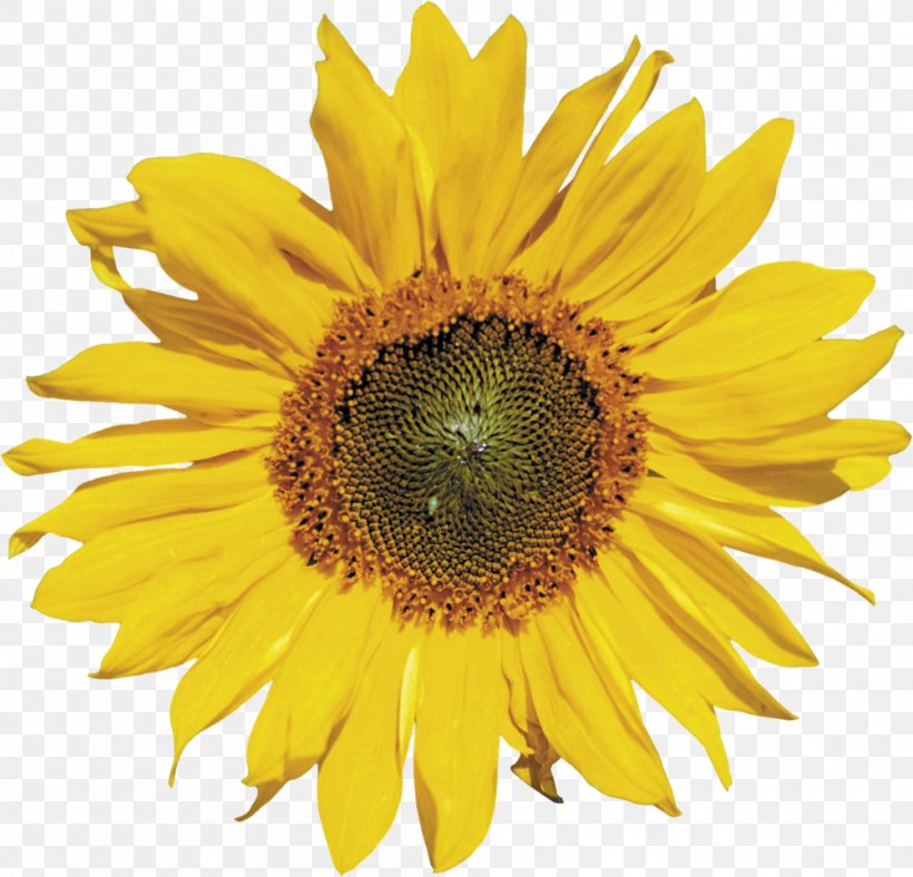 Common Sunflower Clip Art, PNG, 1000x961px, Common Sunflower, Annual Plant, Daisy Family, Digital Image, Flower Download Free