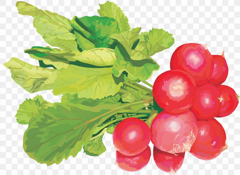 Garden Radish Vegetable Clip Art Image, PNG, 5914x4314px, Garden Radish, Berry, Cabbage, Cucumber, Currant Download Free