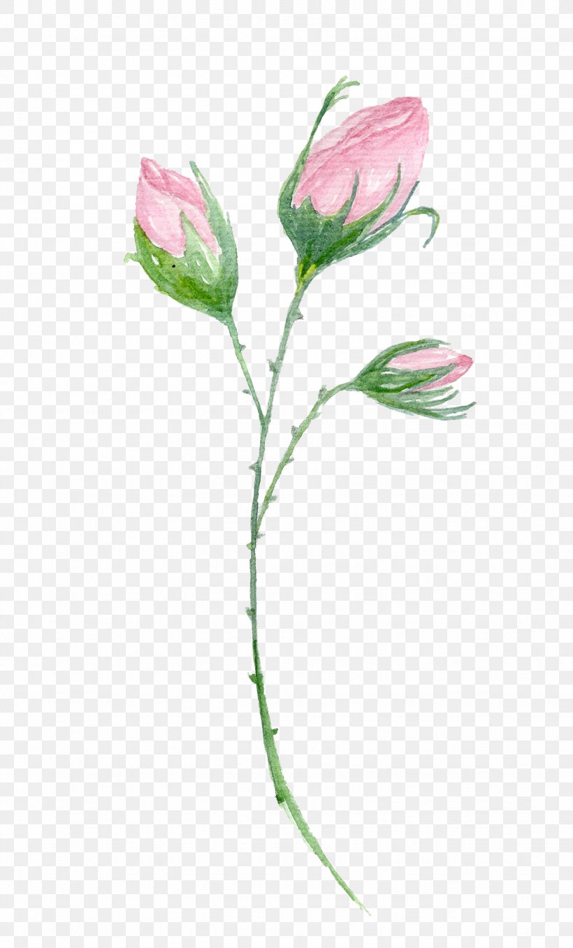 Garden Roses Pink Бутон Flower, PNG, 1438x2380px, Garden Roses, Bud, Cabbage Rose, Cut Flowers, Drawing Download Free