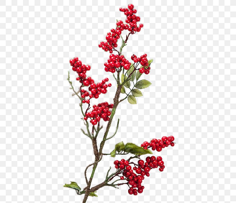 Pink Peppercorn Aquifoliales Silver Buffaloberry Mastic Tree Plant Stem, PNG, 512x706px, Pink Peppercorn, Aquifoliales, Berry, Branch, Cut Flowers Download Free