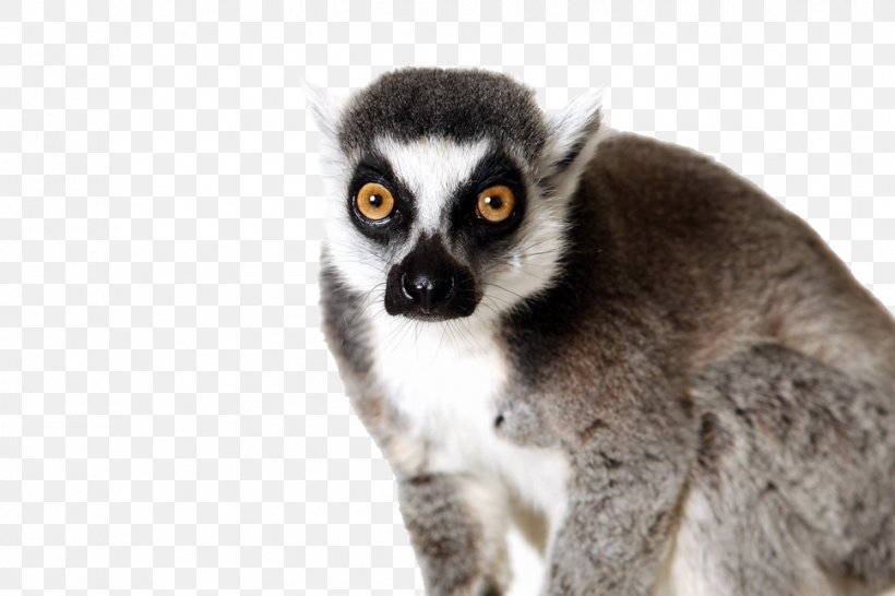 Ring-tailed Lemur Primate Animal Usability Goals, PNG, 968x645px, Lemur, Animal, Fauna, Fur, Generative Design Download Free