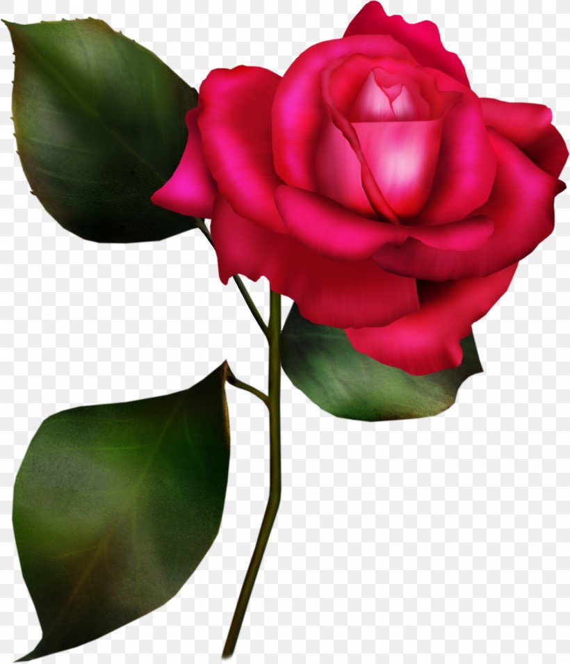 Rose Clip Art, PNG, 1325x1544px, Rose, Art, Bud, China Rose, Cut Flowers Download Free