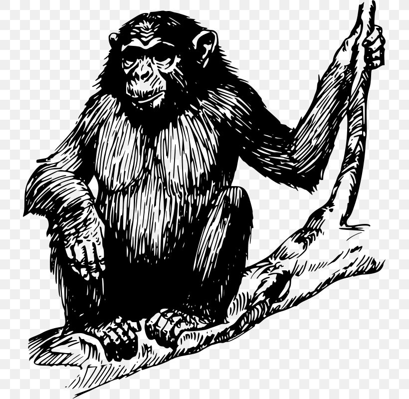 Chimpanzee Ape Drawing Primate Clip Art, PNG, 727x800px, Chimpanzee, Ape, Art, Baby Chimpanzee, Big Cats Download Free