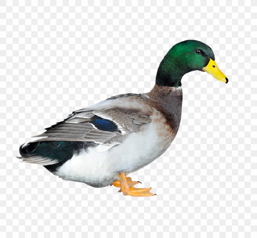 Duck Poultry Chicken Animal Husbandry, PNG, 969x899px, Duck, Aliment Composxe9, Animal, Animal Husbandry, Beak Download Free