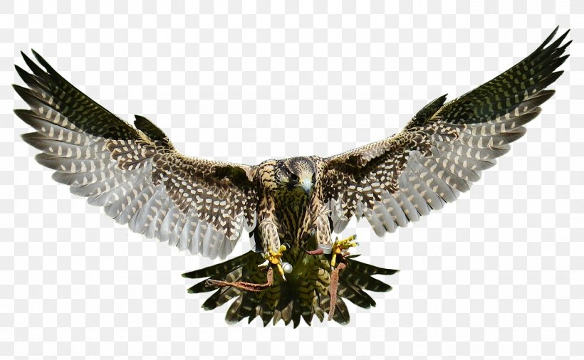 Eagle Bird Of Prey Hawk Falcon, PNG, 1280x791px, Eagle, Accipitriformes, Animal, Beak, Bird Download Free