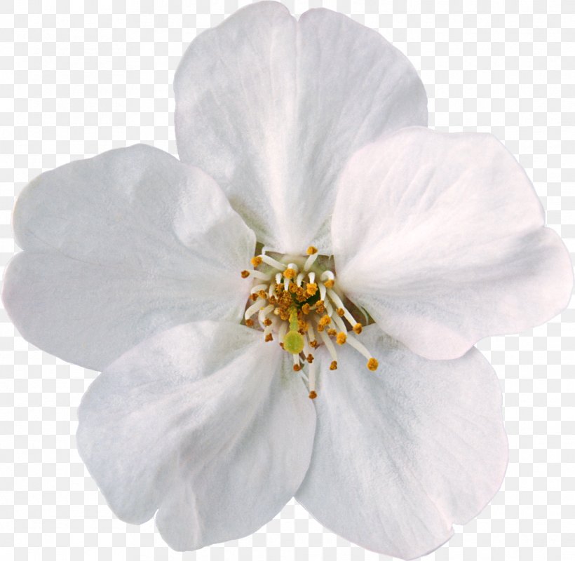 Flower White Clip Art, PNG, 1113x1086px, Flower, Adobe Premiere Pro, Blossom, Cherry Blossom, Color Download Free