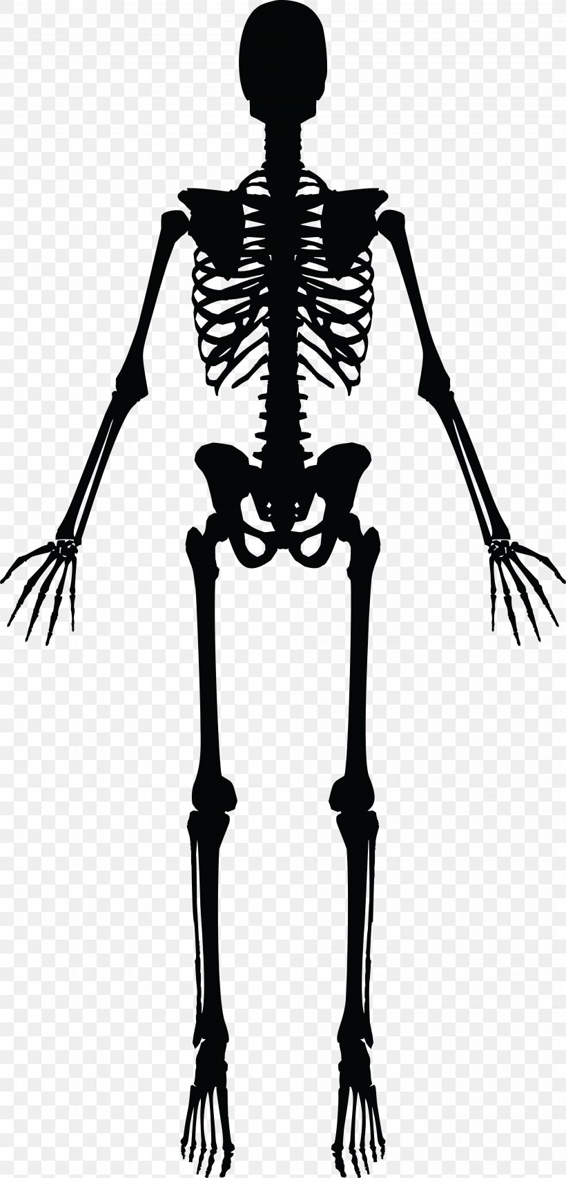 Human Skeleton Silhouette Clip Art, PNG, 4000x8319px, Skeleton, Arm, Black And White, Bone, Human Download Free