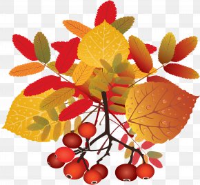 Leaf PNG