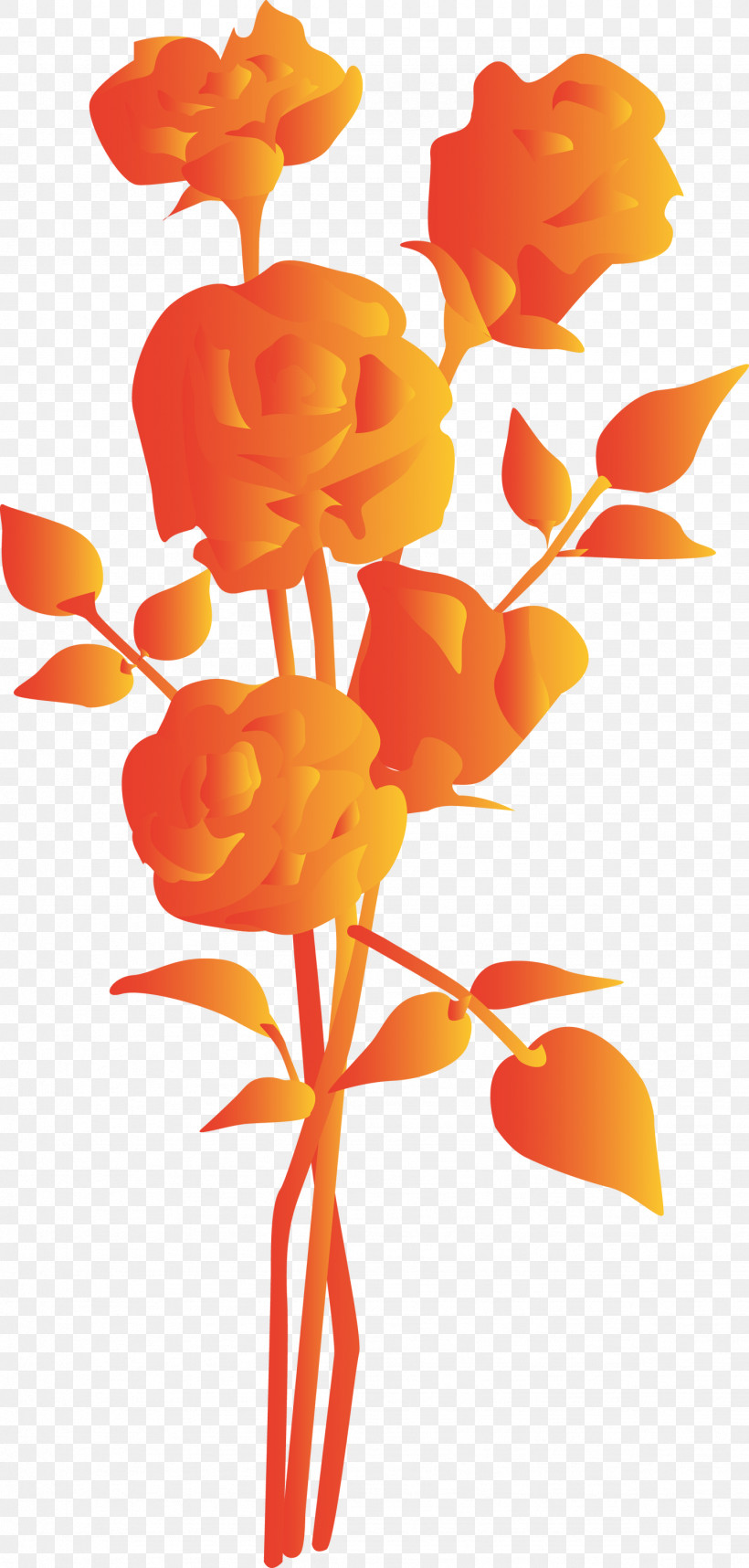 Orange, PNG, 1433x3000px, Orange, Cut Flowers, Flower, Pedicel, Petal Download Free