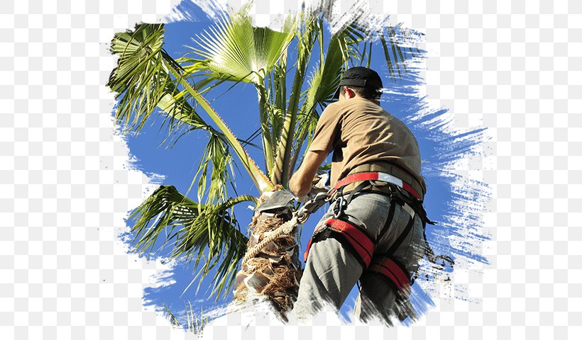 Pruning Arecaceae Las Vegas Tree Removal Pros Tree Care, PNG, 644x480px, Pruning, Arborist, Areca Palm, Arecaceae, Arecales Download Free
