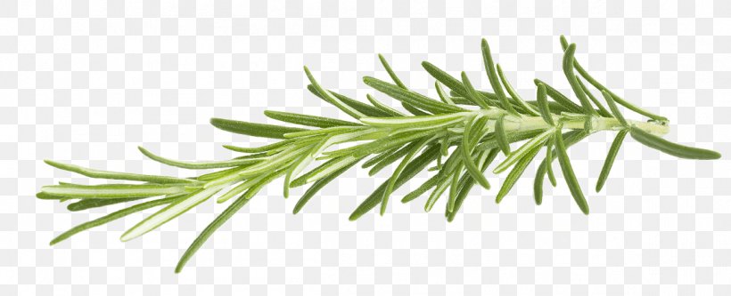 Rosemary Herb Clip Art, PNG, 1156x470px, Rosemary, Branch, Chervil, Common Sage, Grass Download Free