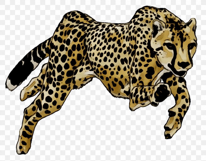 Cheetah Drawing Image Cat Leopard, PNG, 900x706px, Cheetah, African  Leopard, Animal Figure, Animated Cartoon, Big Cat