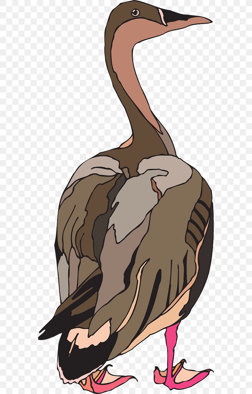 Duck Bird Pelican Goose, PNG, 640x1280px, Duck, Art, Beak, Bird, Domestic Goose Download Free