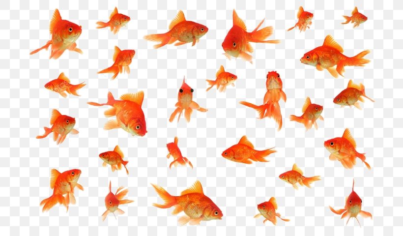 Fantail Stock Photography Royalty-free, PNG, 720x480px, Fantail, Banco De Imagens, Bony Fish, Can Stock Photo, Collage Download Free