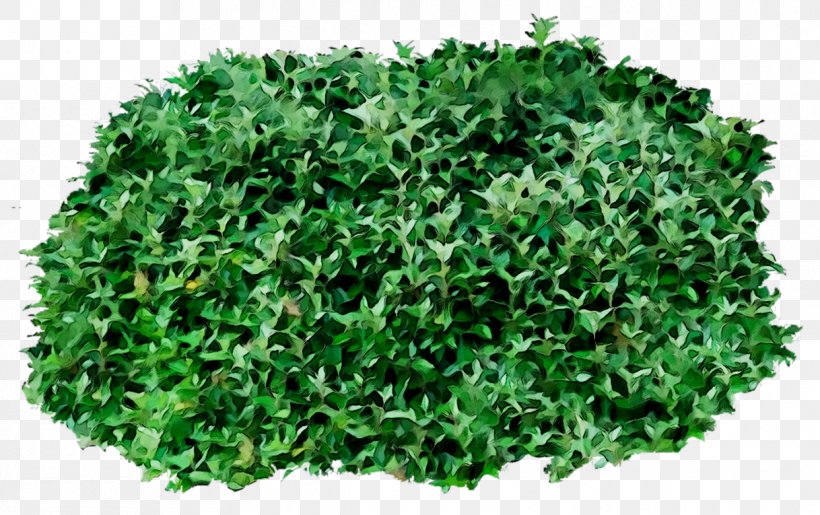 Greens Shrub Herb, PNG, 1218x765px, Greens, Annual Plant, Artificial Turf, Grass, Green Download Free