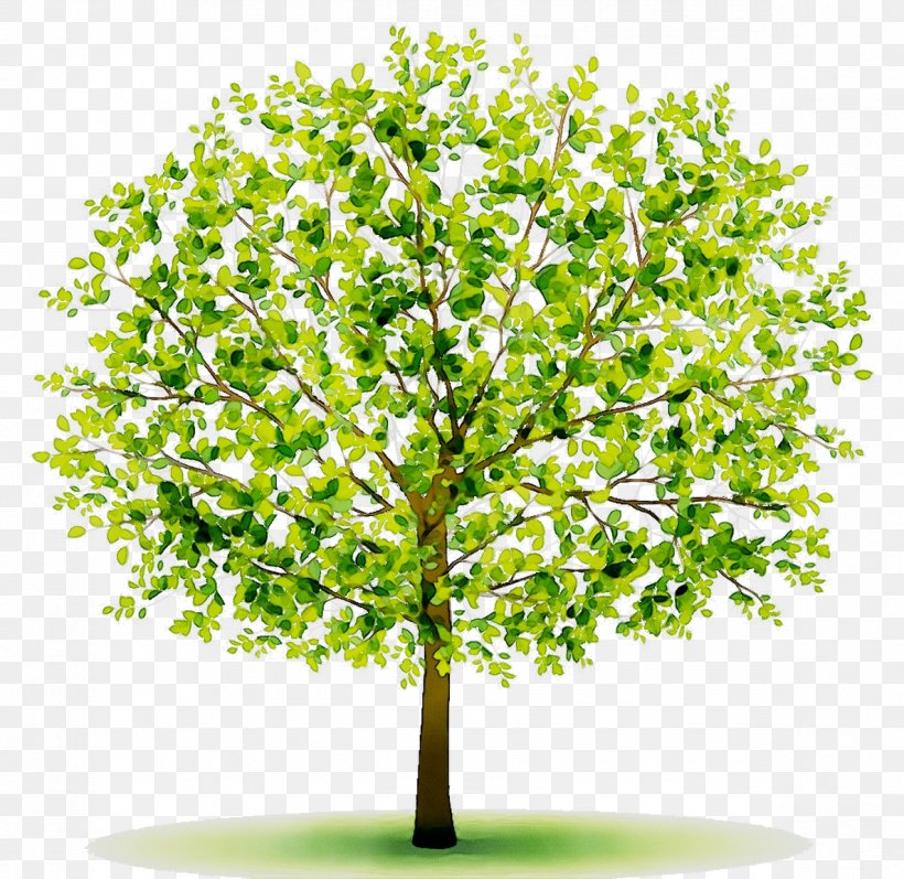 Plant Stem Branching Plants, PNG, 1186x1153px, Plant Stem, Arbor Day, Branch, Branching, Elm Download Free