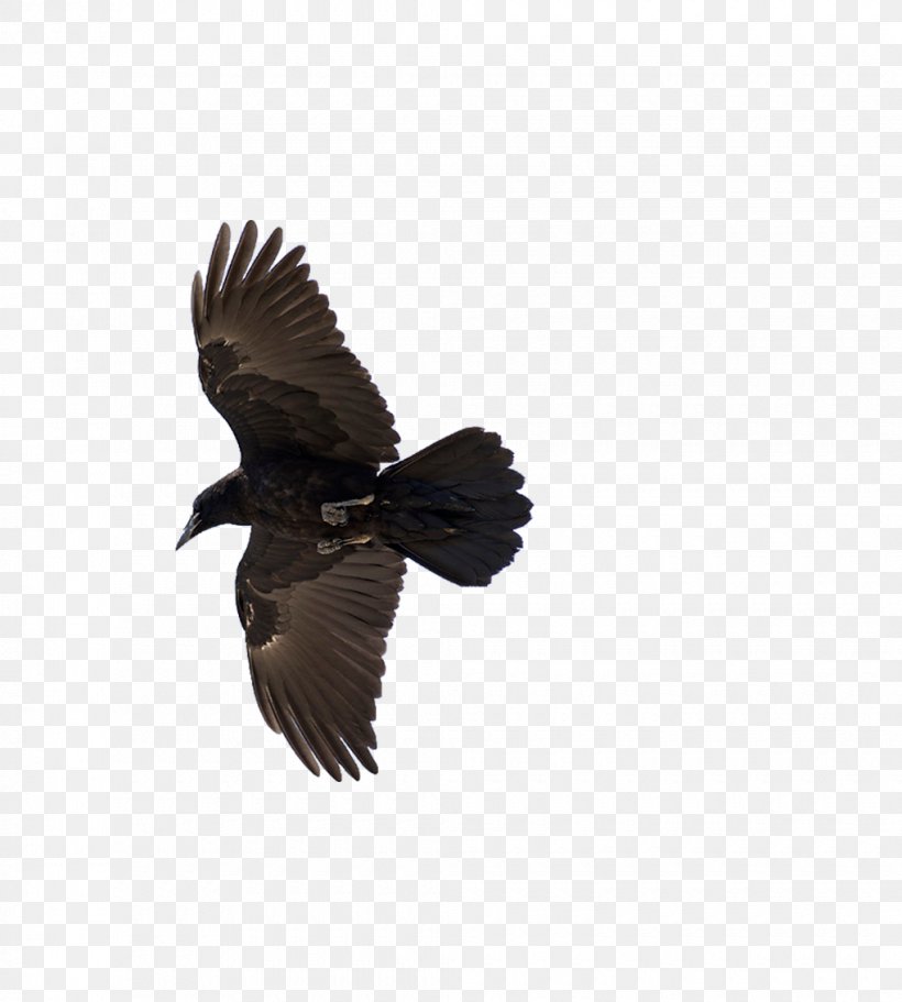 American Crow Common Raven Bird Flight, PNG, 1020x1134px, American Crow, Aviary, Beak, Bird, Common Blackbird Download Free