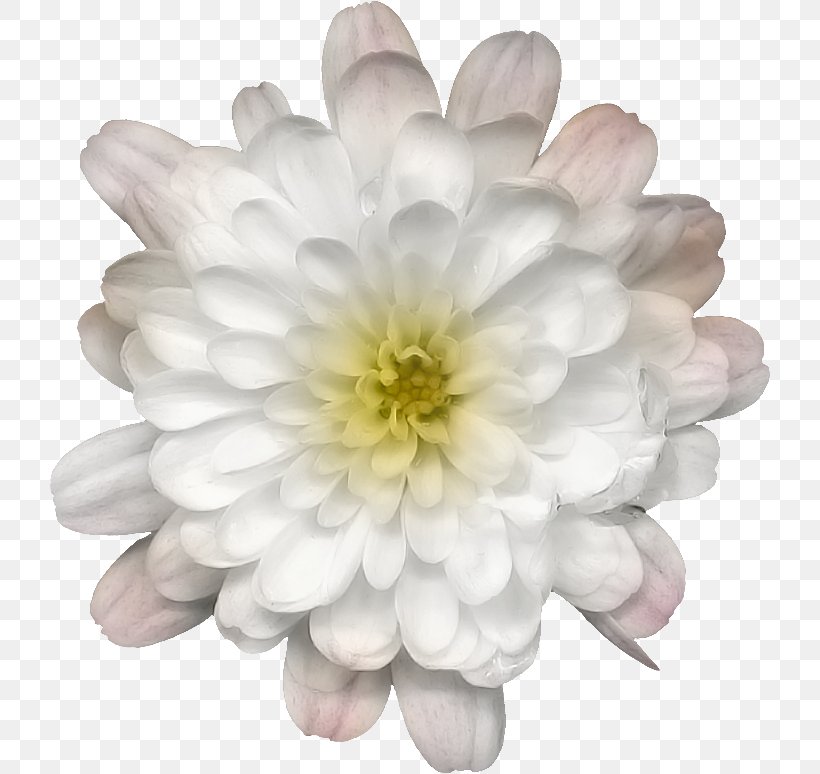 Chrysanthemum Dahlia Petal, PNG, 720x774px, Chrysanthemum, Chrysanths, Dahlia, Daisy Family, Flower Download Free