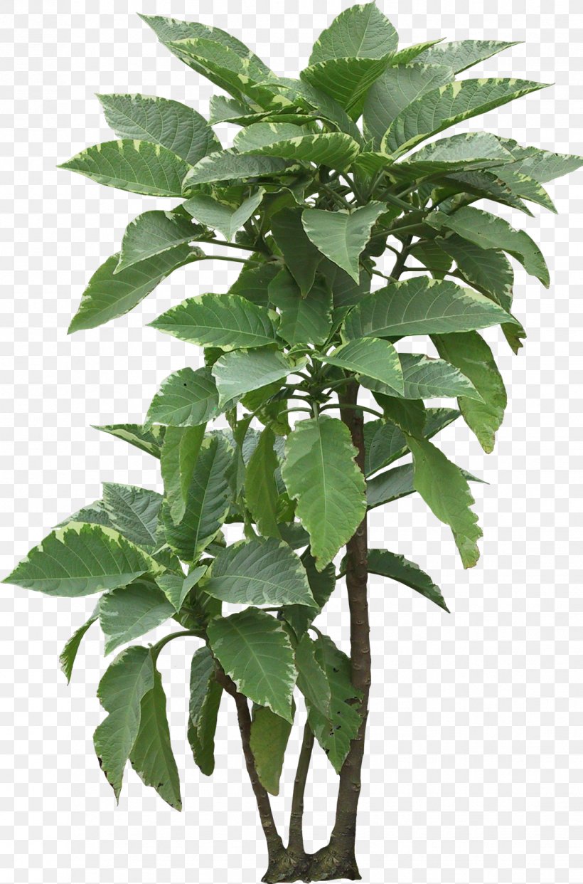 Flowerpot Houseplant Leaf Plant Stem, PNG, 1134x1718px, Flowerpot, Herb, Houseplant, Leaf, Plant Download Free