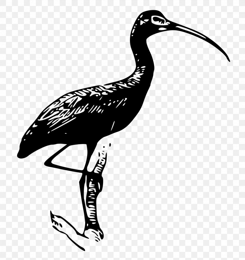 Crane Bird, PNG, 2268x2400px, Ibis, American White Ibis, Beak, Bird, Crane Download Free