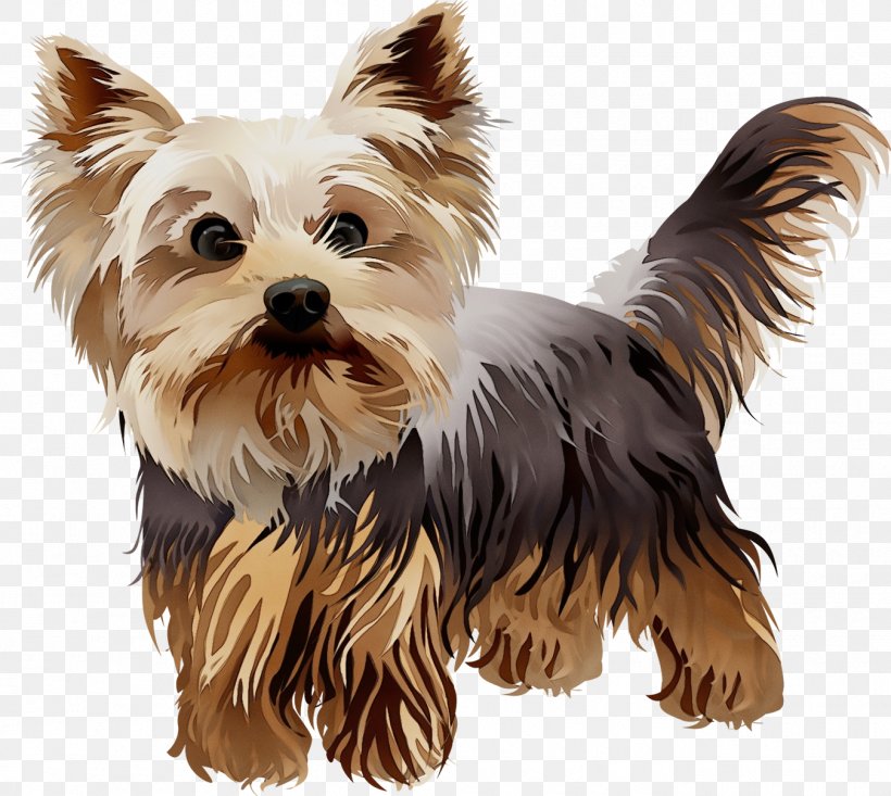 Dog Dog Breed Yorkshire Terrier Terrier Companion Dog, PNG, 1350x1207px, Watercolor, Biewer Terrier, Companion Dog, Dog, Dog Breed Download Free
