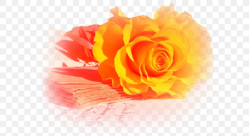Garden Roses Desktop Wallpaper Image Yellow, PNG, 600x450px, Rose, Blue, Blue Rose, Close Up, Color Download Free