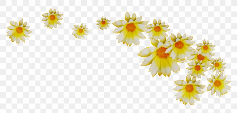Chrysanthemum Yellow Floral Design Sunflower, PNG, 3039x1459px, Chrysanthemum, Branching, Camomile, Chamomile, Cut Flowers Download Free