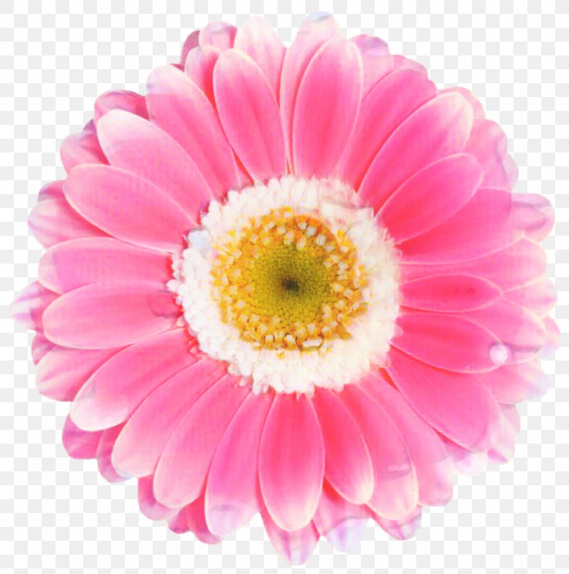 Pink Flower Cartoon, PNG, 889x898px, Transvaal Daisy, Annual Plant, Artificial Flower, Aster, Asterales Download Free