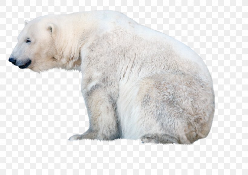 Polar Bear, PNG, 1062x752px, Polar Bear, Bear, Bears, Brown Bear, Carnivoran Download Free