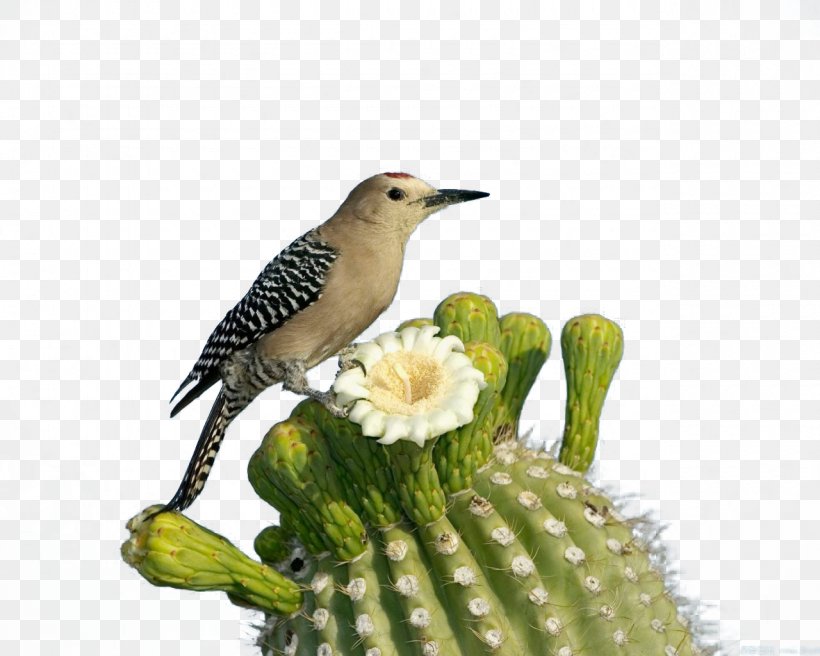 Saguaro National Park Bird Woodpecker Flower, PNG, 1280x1024px, Saguaro National Park, Arizona, Beak, Bird, Cactaceae Download Free