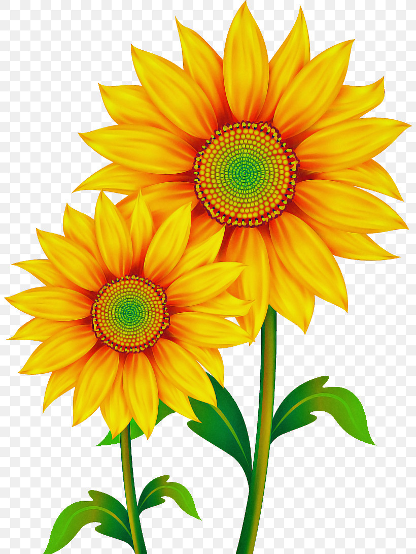 Sunflower, PNG, 804x1091px, Flower, Cut Flowers, Daisy Family, Petal, Plant Download Free