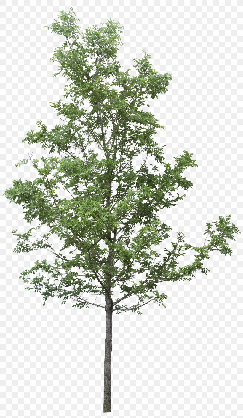 Tree DOT, PNG, 2037x3500px, Tree, Architectural Rendering, Branch, Evergreen, Image File Formats Download Free