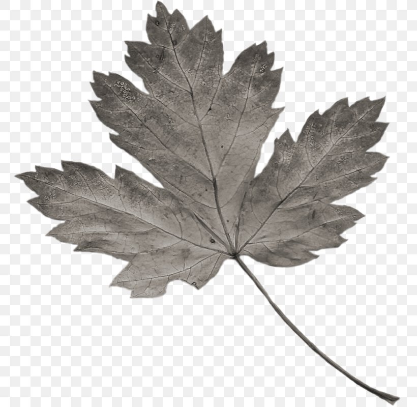 Gothic .nl Leaf Child Maple, PNG, 767x800px, Gothic, Autumn, Black And White, Child, Gothic Ii Download Free