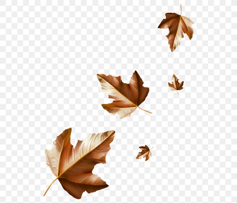 Maple Leaf Autumn Leaflet Rain, PNG, 550x703px, 2017, Leaf, Autumn, Leaflet, Maple Leaf Download Free