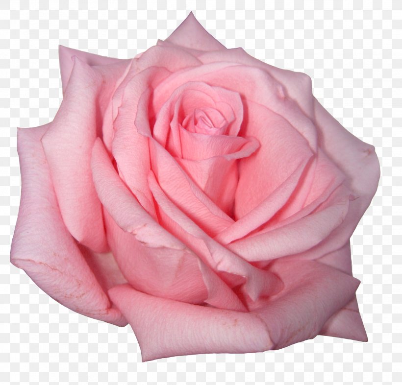 Rose Flower Pink Clip Art, PNG, 1966x1886px, Rose, Cut Flowers, Floribunda, Flower, Flowering Plant Download Free